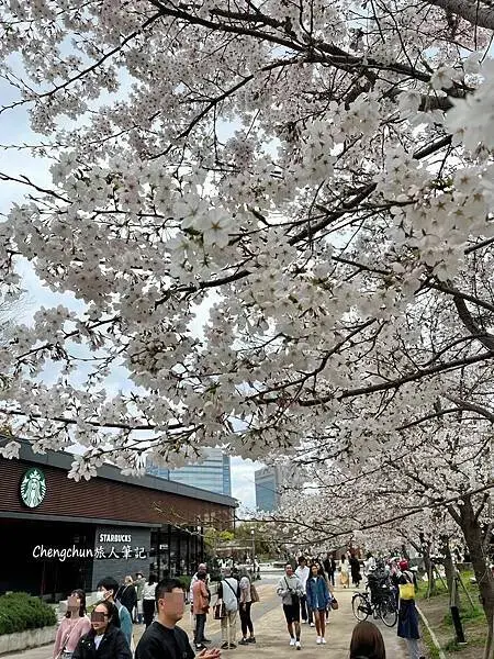 *關西大阪賞櫻，大阪城公園滿開隨記