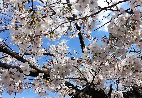 日本名古屋賞櫻，四大賞櫻景點(犬山城、名古屋城、山崎川、鶴舞