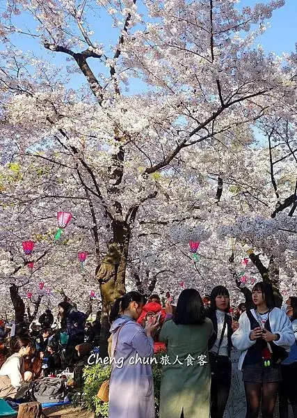 日本名古屋賞櫻，四大賞櫻景點(犬山城、名古屋城、山崎川、鶴舞
