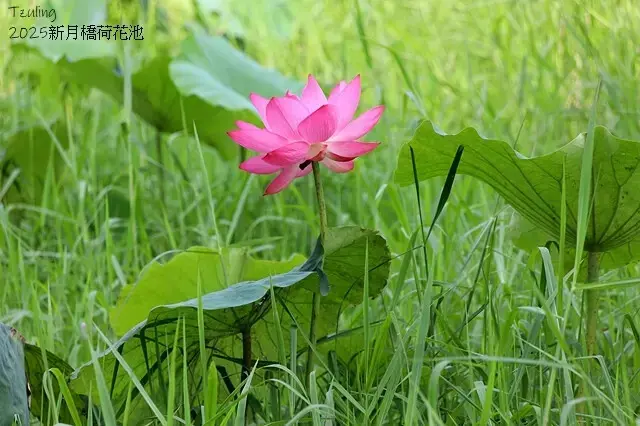 2025新月橋荷花池🪷，4/19即時現況｜同場加映：新海三期