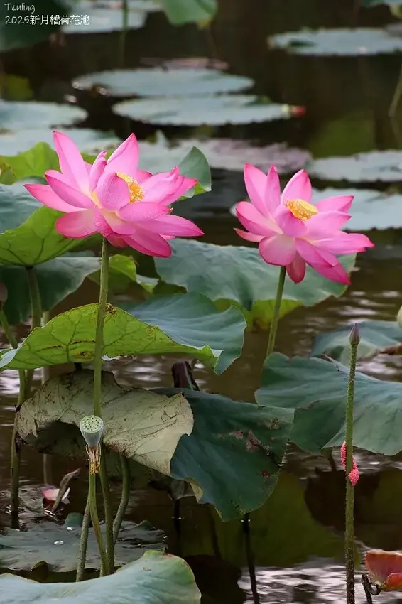 2025新月橋荷花池🪷，4/19即時現況｜同場加映：新海三期