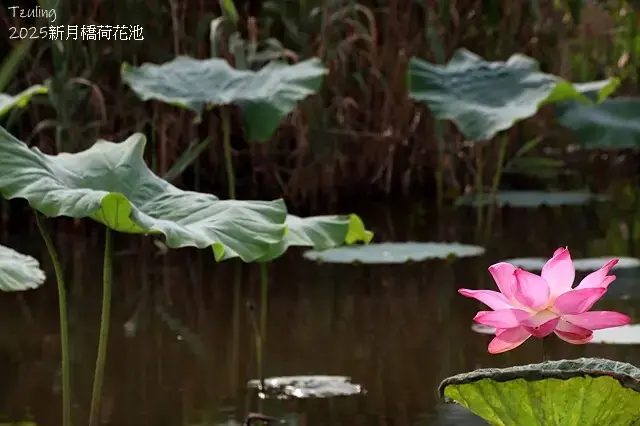 2025新月橋荷花池🪷，4/19即時現況｜同場加映：新海三期