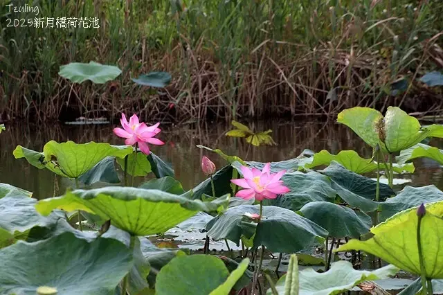 2025新月橋荷花池🪷，4/19即時現況｜同場加映：新海三期
