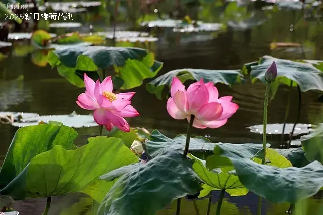 2025新月橋荷花池🪷，4/19即時現況｜同場加映：新海三期
