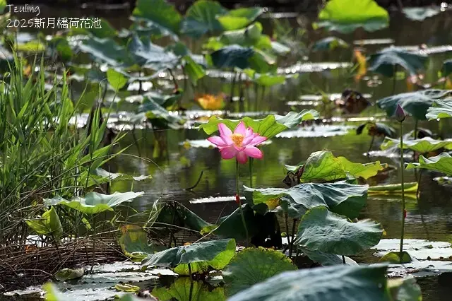 2025新月橋荷花池🪷，4/19即時現況｜同場加映：新海三期