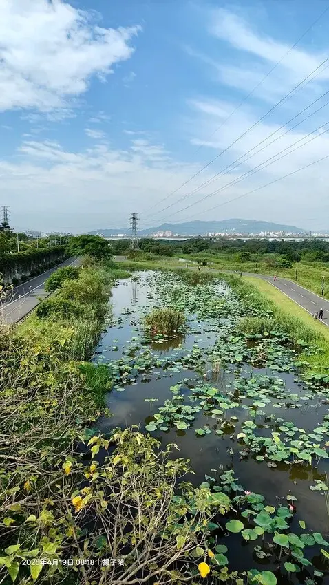 2025新月橋荷花池🪷，4/19即時現況｜同場加映：新海三期