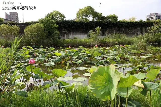 2025新月橋荷花池🪷，4/19即時現況｜同場加映：新海三期