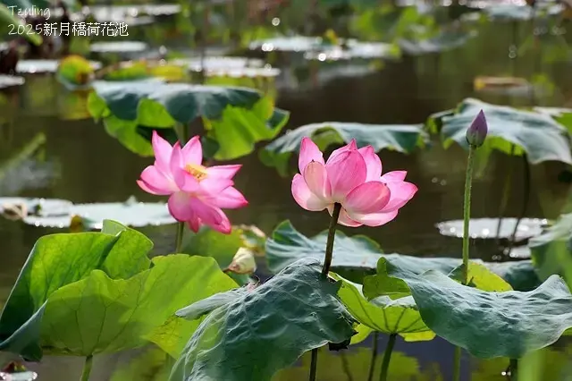 2025新月橋荷花池🪷，4/19即時現況｜同場加映：新海三期