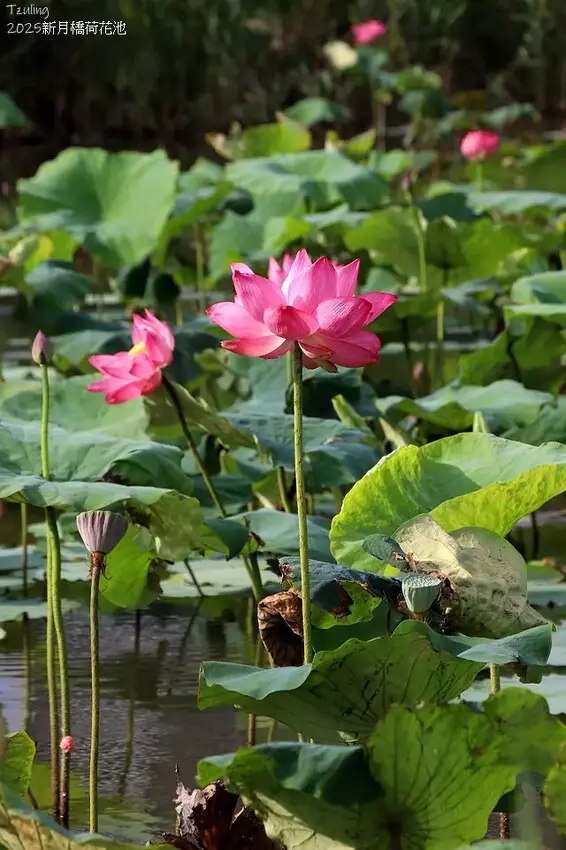 2025新月橋荷花池🪷，4/19即時現況｜同場加映：新海三期