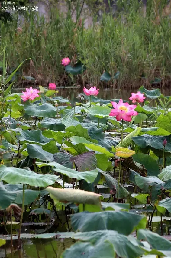 2025新月橋荷花池🪷，4/19即時現況｜同場加映：新海三期