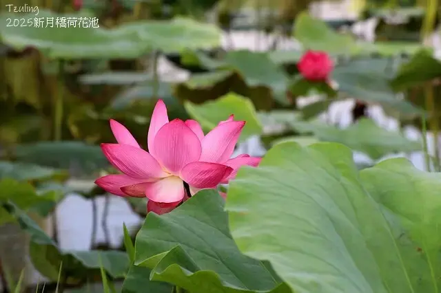 2025新月橋荷花池🪷，4/19即時現況｜同場加映：新海三期