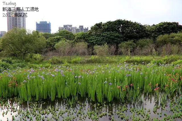 2025新月橋荷花池🪷，4/19即時現況｜同場加映：新海三期