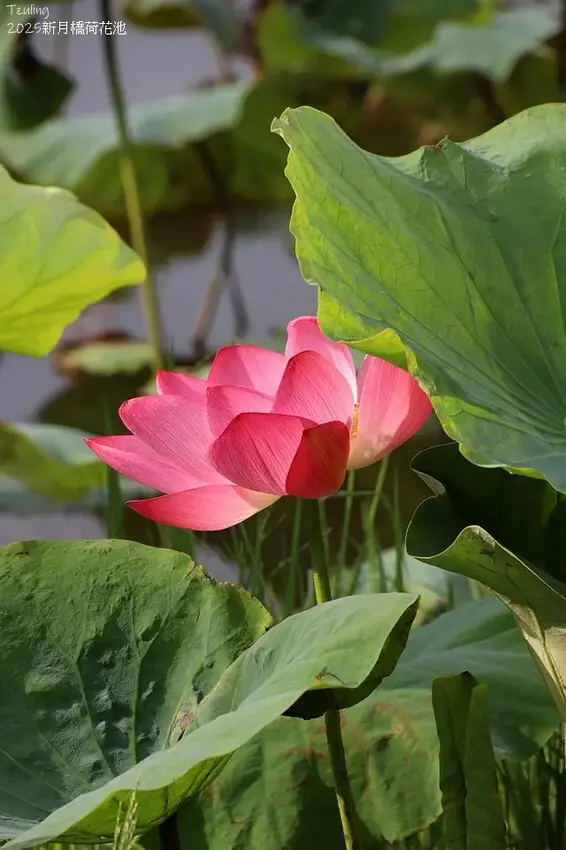 2025新月橋荷花池🪷，4/19即時現況｜同場加映：新海三期