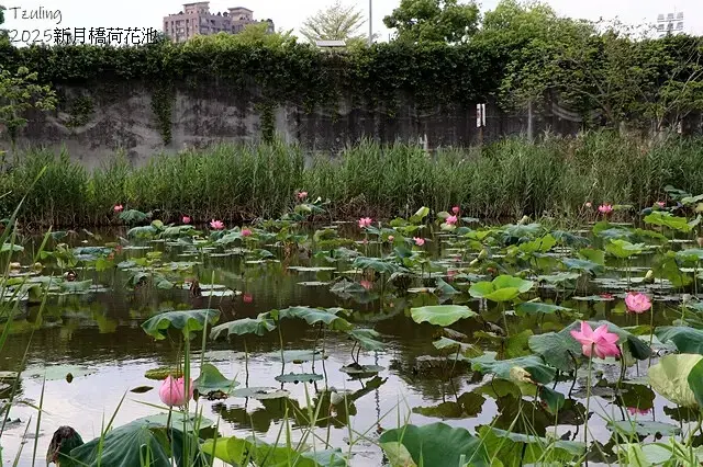 2025新月橋荷花池🪷，4/19即時現況｜同場加映：新海三期