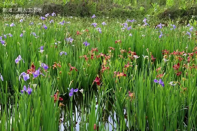 2025新月橋荷花池🪷，4/19即時現況｜同場加映：新海三期