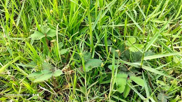 2025新月橋荷花池🪷，4/19即時現況｜同場加映：新海三期