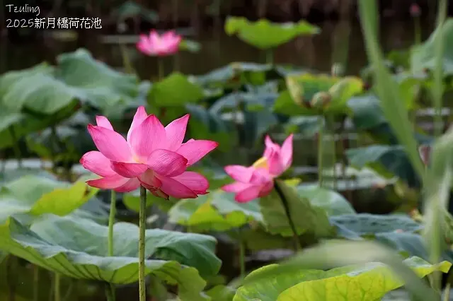 2025新月橋荷花池🪷，4/19即時現況｜同場加映：新海三期