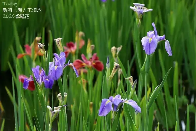 2025新月橋荷花池🪷，4/19即時現況｜同場加映：新海三期