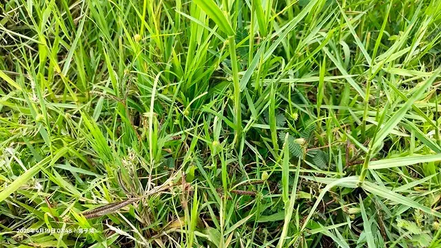 2025新月橋荷花池🪷，4/19即時現況｜同場加映：新海三期