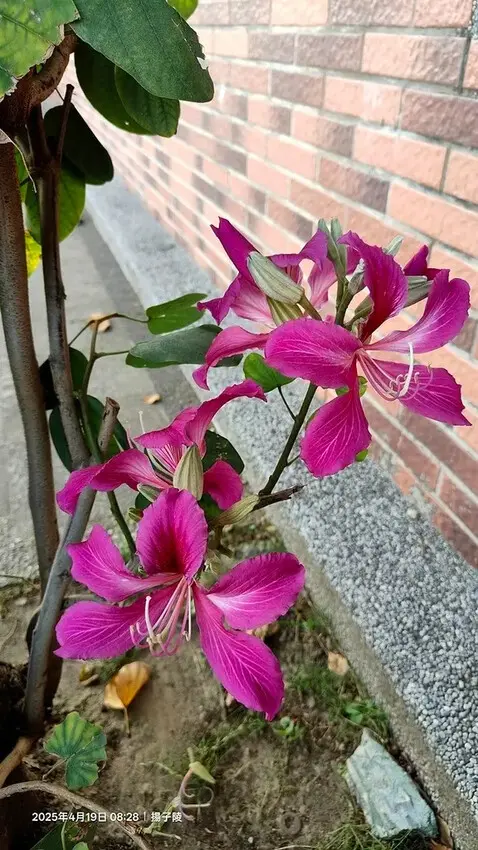 2025新月橋荷花池🪷，4/19即時現況｜同場加映：新海三期