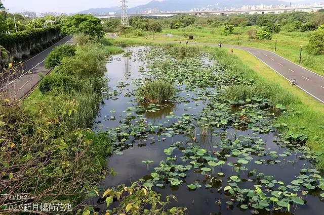 2025新月橋荷花池🪷，4/19即時現況｜同場加映：新海三期