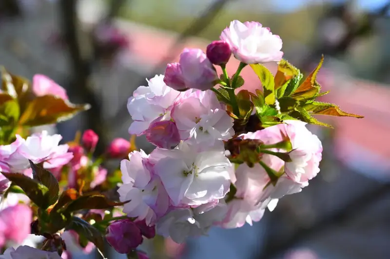 武陵 萬里香櫻 DSC_1130_0.jpg