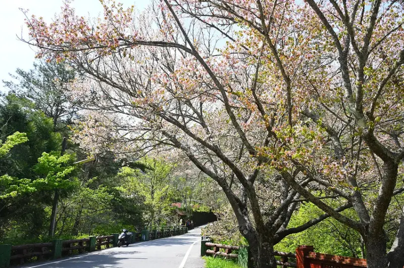 武陵農場 晚櫻 DSC_1183_0.jpg