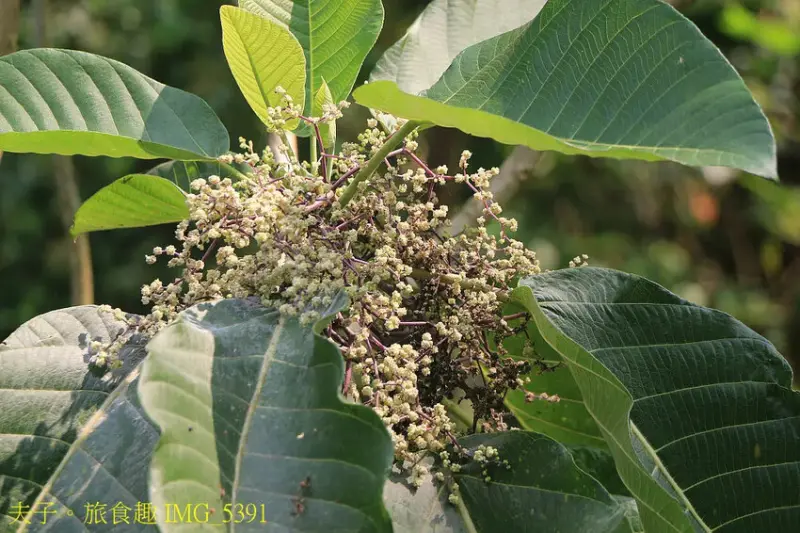 南投瑞龍瀑布園區 空中觀瀑平台 瀑布近在咫尺彷彿觸手可及