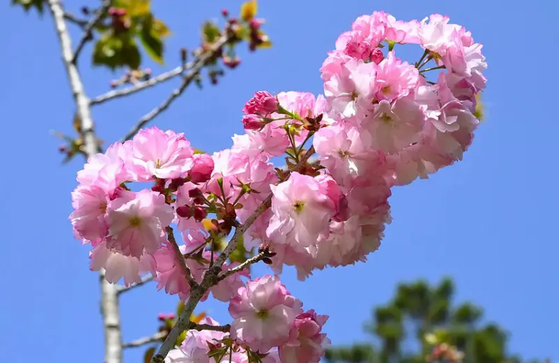 武陵 花笠櫻 DSC_1153.jpg