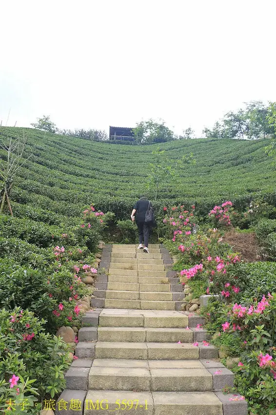竹山山坪頂七星步道 南投觀光品茶新亮點 與茶園零距離的接觸