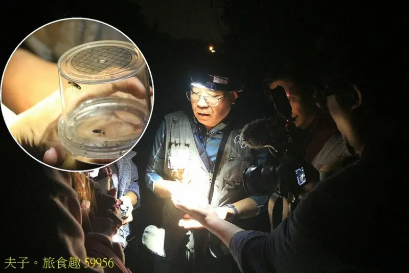 金台灣山莊 2025南投螢火蟲季 竹山鹿谷賞螢區夜訪螢河