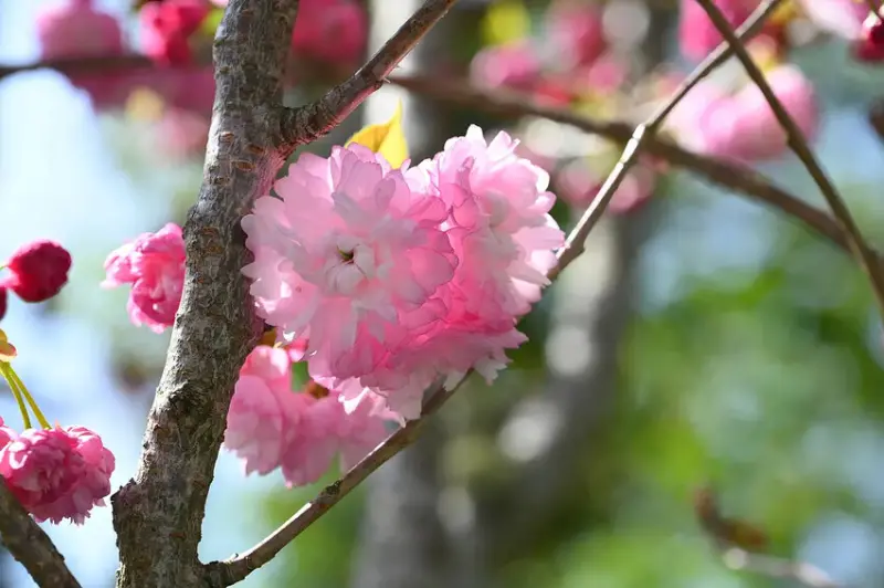 武陵 牡丹櫻 DSC_1146_0.jpg