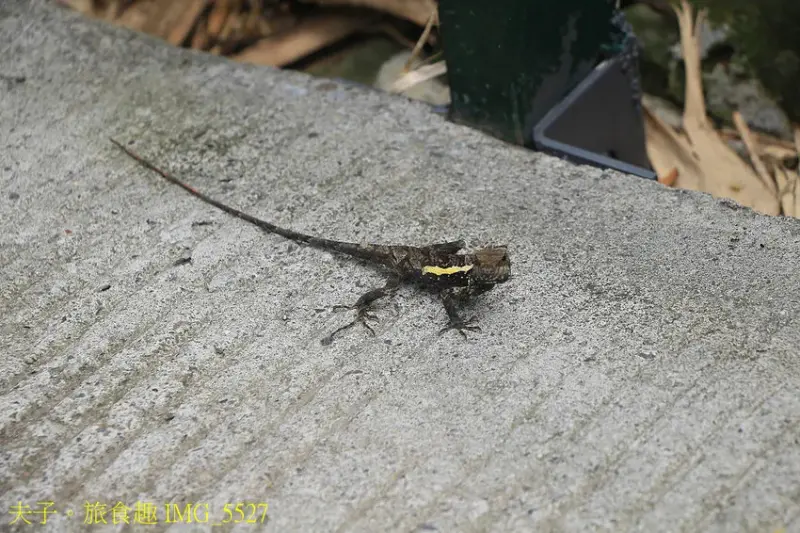 南投瑞龍瀑布園區 空中觀瀑平台 瀑布近在咫尺彷彿觸手可及