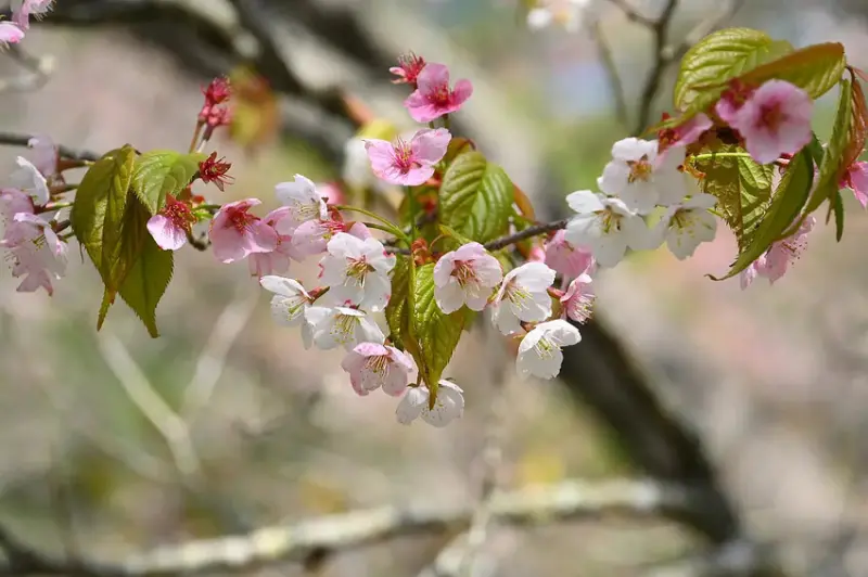 武陵 太平山櫻 DSC_1187_0.jpg