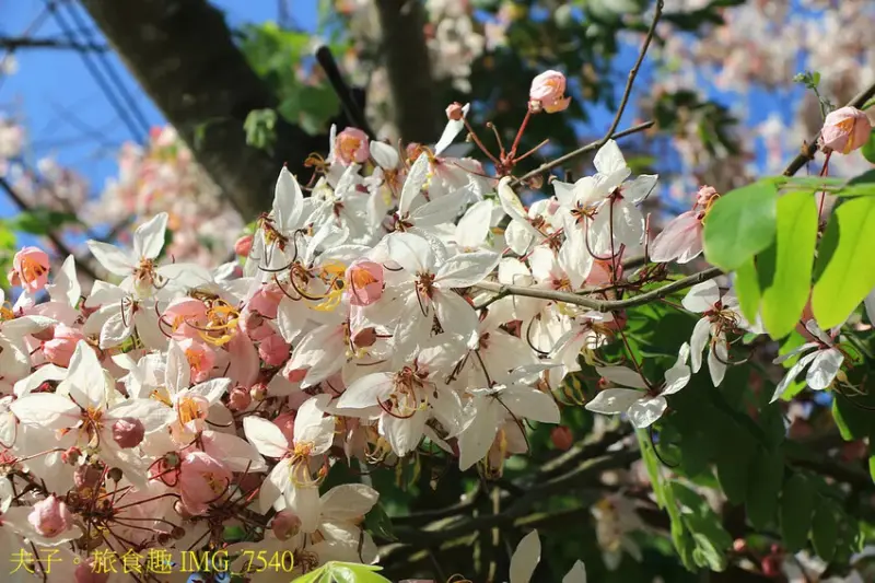 龜丹休閒體驗農園 水哥溫泉 野溪型戶外泡湯池形成特色
