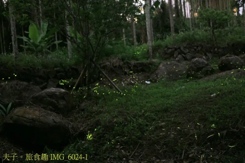 金台灣山莊 2025南投螢火蟲季 竹山鹿谷賞螢區夜訪螢河