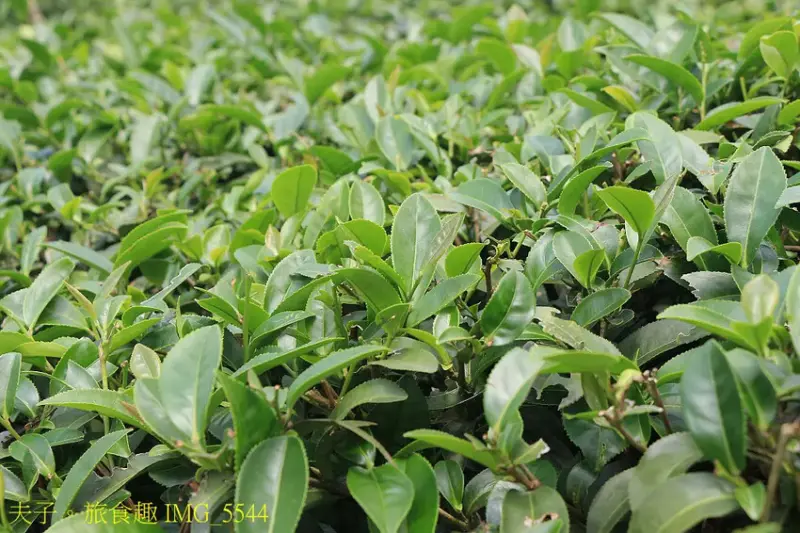 竹山山坪頂七星步道 南投觀光品茶新亮點 與茶園零距離的接觸