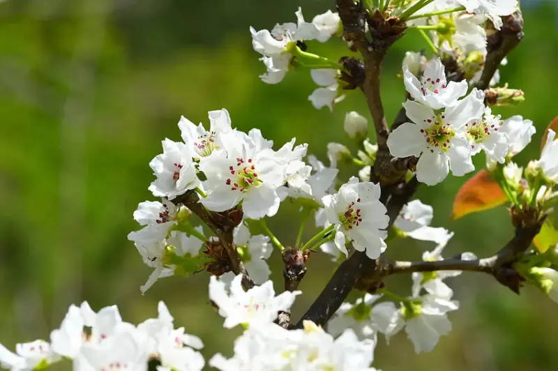 武陵 梨花 DSC_1172_0.jpg