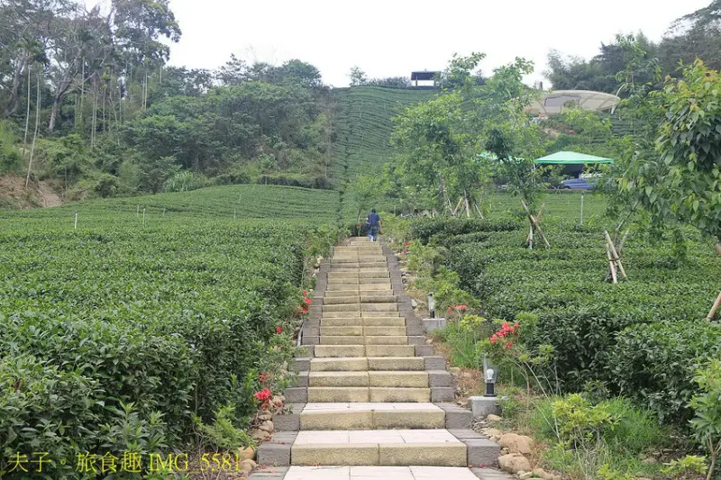 竹山山坪頂七星步道 南投觀光品茶新亮點 與茶園零距離的接觸