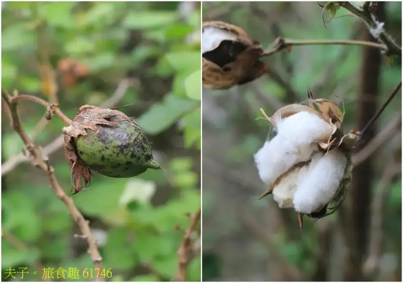 采棉居寢飾文化舘 浴火重生成為醫療紡織寢具的專業製造工廠