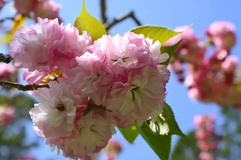 武陵 普賢象櫻 DSC_1158_0.jpg