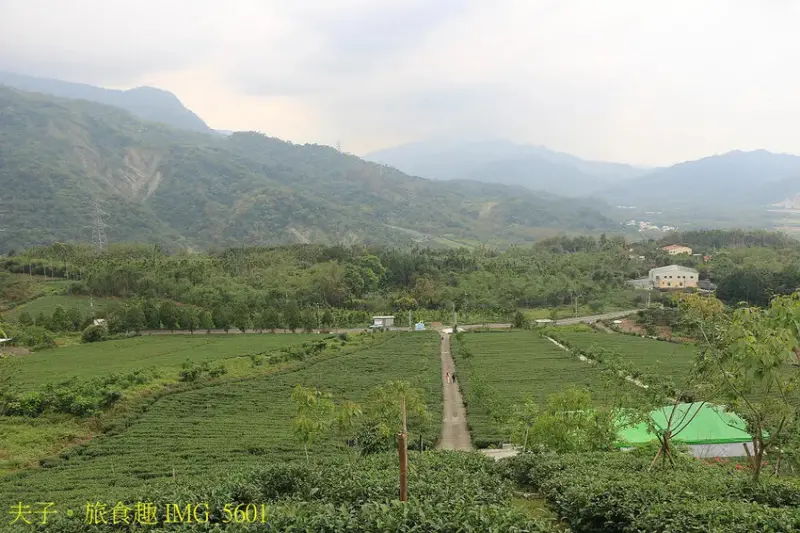 竹山山坪頂七星步道 南投觀光品茶新亮點 與茶園零距離的接觸