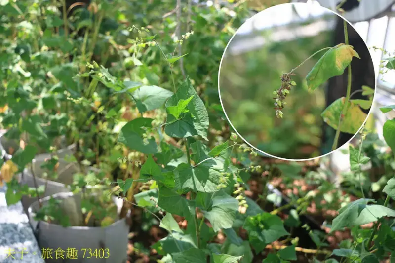 黃金蕎麥探索館 全台唯一以黃金蕎麥為主題的概念餐廳