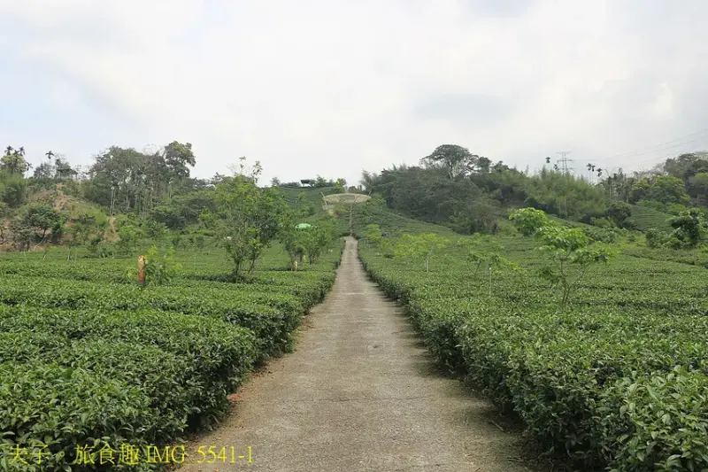 竹山山坪頂七星步道 南投觀光品茶新亮點 與茶園零距離的接觸