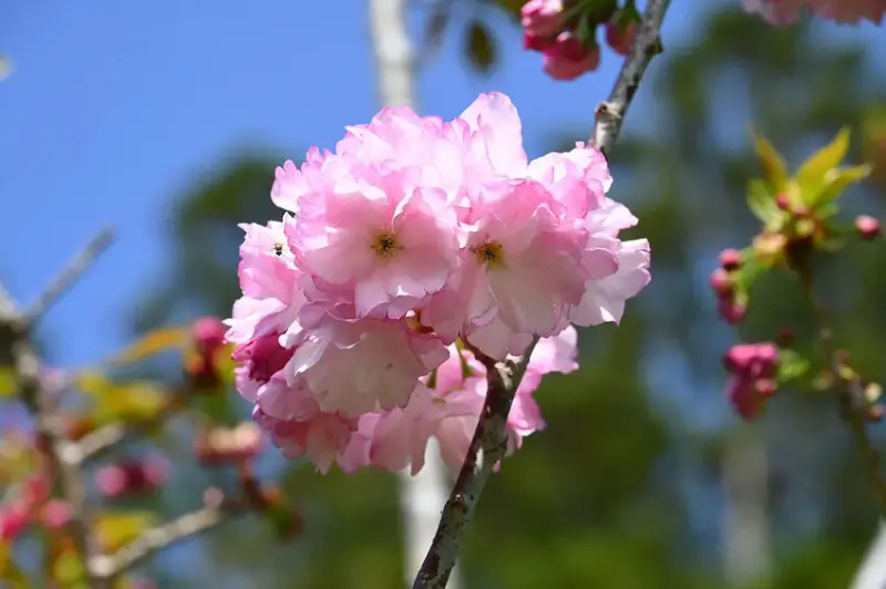 武陵 花笠櫻 DSC_1154_0.jpg