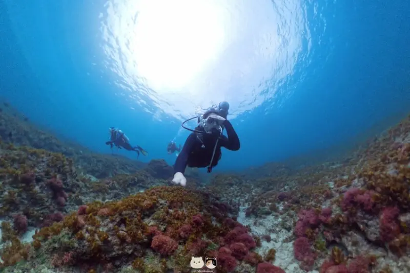 2025限時超優惠｜小琉球潛水推薦｜Hi Shock 潛水工