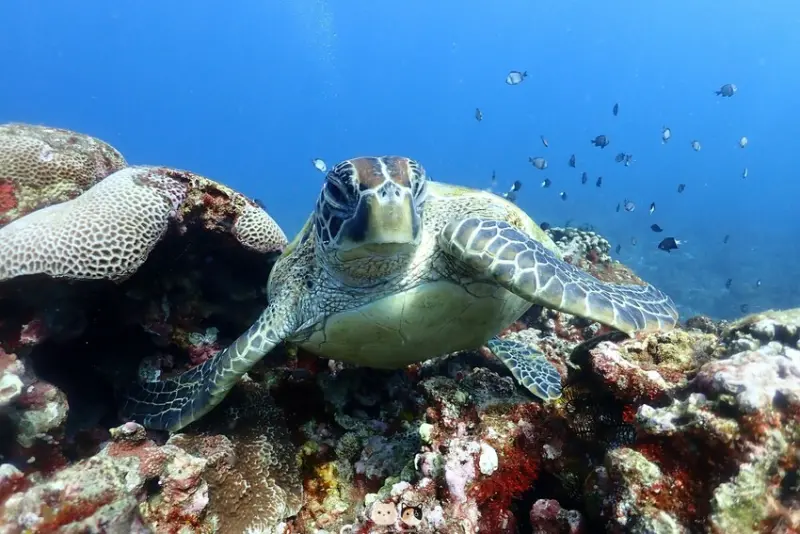 2025限時超優惠｜小琉球潛水推薦｜Hi Shock 潛水工