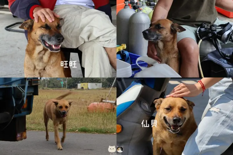 2025限時超優惠｜小琉球潛水推薦｜Hi Shock 潛水工