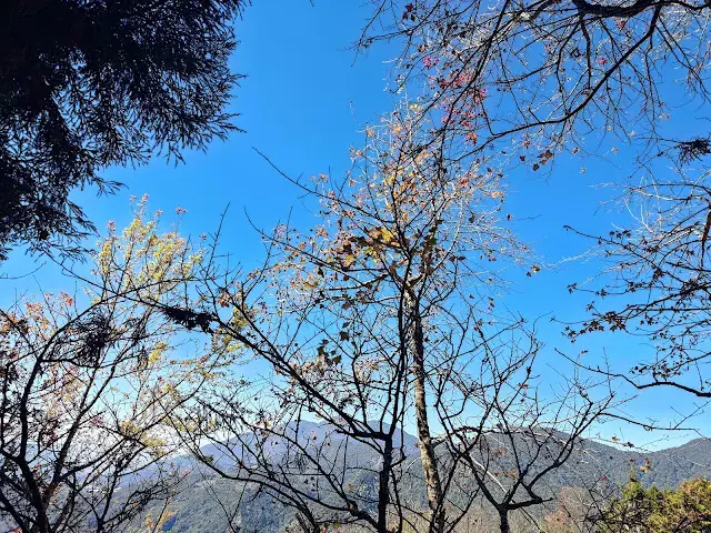 清境農場 (觀山牧區) - 中央山脈 - 楓樹林