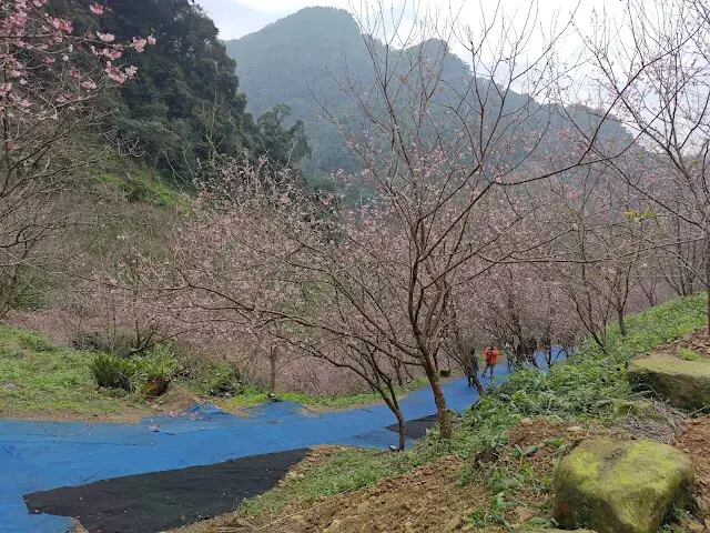 三峽大熊櫻花林 - 富士吉野櫻